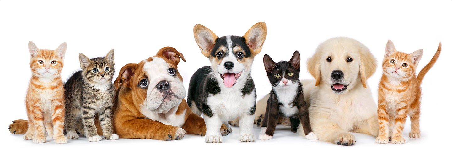 Home animal cutout photos